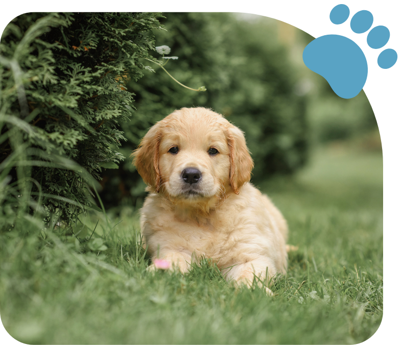 puppy